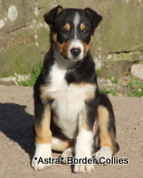 Tricolour,  Male, smooth to medium coated border collie puppy